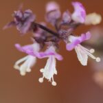 Thajská bazalka recepty: Kreativní použití thajské bazalky 45 Thajská bazalka recepty: Kreativní použití thajské bazalky