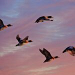 Kachna Po Thajsku Recept: Tradiční chuťovka k přípravě