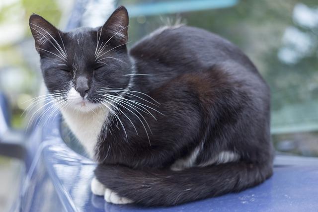 1. Ideální Kempy ⁤pro Rodiny⁤ s Dětmi: Skvělé Služby a Bezpečné Prostředí