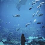 Aquarium Polsko: Podmořský svět, který musíte vidět na vlastní oči